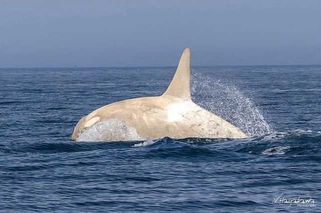 白いシャチが海面から姿を見せた瞬間。撮影者は記録に集中し、喜びに浸る余裕はなかったという／知床ドリームさん（@hayakawa0622）提供