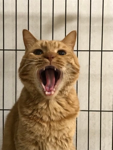 でも「ふだん、おばあちゃんはくれるのに、ママが家にいるとおやつをくれないの」というおうちもありました（メープルの飼い主さん提供）