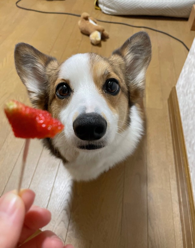 なんとも可愛らしい表情でイチゴを狙うこたろうくん（提供：こたろうさん）