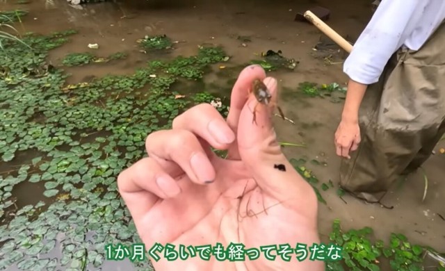 全体的には激減したものの、小さいザリガニはまだ発見されている／コミヤさん（@ariake538）提供
