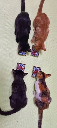 いっときは預かり子猫が４匹になり、成田さんは「あの時は大変だったけどがんばったなあ」と振り返る（成田さん提供）