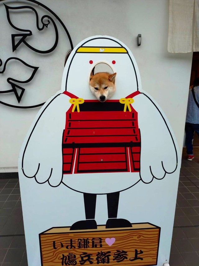 ちびこちゃんの「顔出しパネル」シリーズ（画像提供：柴犬ちびこさん）