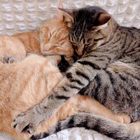 幸せすぎる光景♡ 顔を寄せて眠る（左から）ディオくん、シャオリーちゃん（画像提供：ごんねこさん）