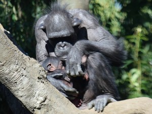 人間の「言語」発達の手掛かり？　類人猿のジェスチャーから彼らの心の内をのぞけるか