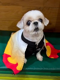 飼い主さんと二人三脚、レッスンに励むおすしちゃん（画像提供：小谷 純司さん）