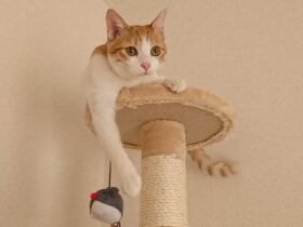 キャットタワーの一番上まで初めて登れた！　茶トラの「きなこ」
