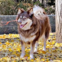 溌剌とした佇まいが素敵な神楽ちゃん（画像提供：kaguramama_makiさん）