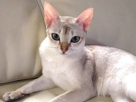 サプライズで買った子猫　夫婦喧嘩に発展し「猫を捨てに行く」