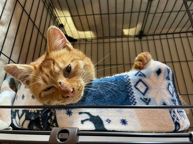 保護当時は顔も痩せていた＝かわいいまめかわいいゆたさん（@kawaiimame_twit）提供