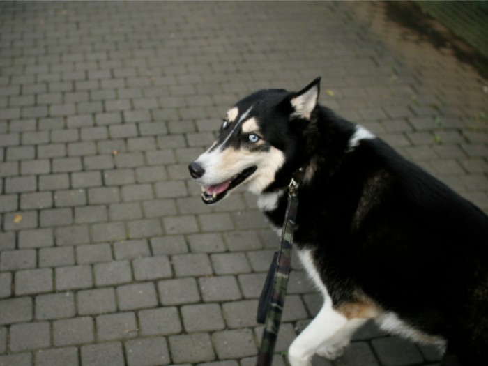 ちょくちょくこうして振り返っていた