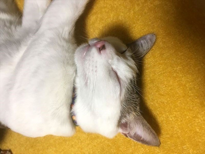 ぐっすり眠る小鉄くん