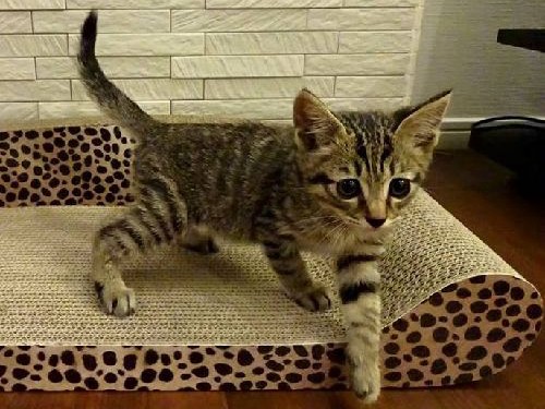 先住ネコのお導き？！　同じキジトラのオス猫がやってきた