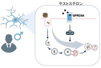アルツハイマー病、なぜ女性が2倍？　九大「鍵は男性ホルモン」