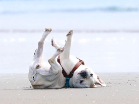 いつもの海岸で、大好きなウネウネダンス　フレブルの「もも」