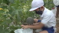 小学生が地元で栽培されているメロンの収穫を体験