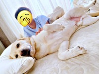 ベッドを占拠するロキくん（画像提供：ロキの相方さん）