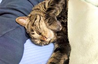 お父さんにくっつくトンくん、お布団もかけてもらいました