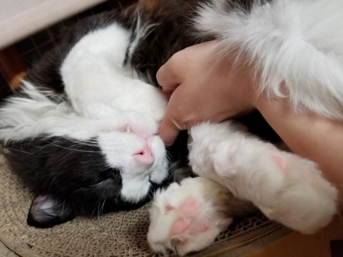 調子があがってきて夕香子さんに甘えるぎんのすけ（5月半ば）