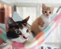 一般家庭に譲渡され、幸せになった猫たち（「幸 アニマルサポート」さん提供）