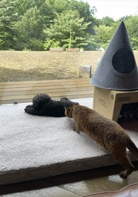 トライアル中。先輩ワンコにご挨拶？（画像提供：ムチミルさん）
