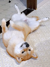 「絶対に踏まれない」 イタズラな眼差しとへそ天ポーズが愛らしいムギちゃん（画像提供：柴犬ムギさん）