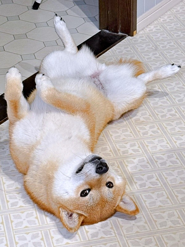 「絶対に踏まれない」 イタズラな眼差しとへそ天ポーズが愛らしいムギちゃん（画像提供：柴犬ムギさん）