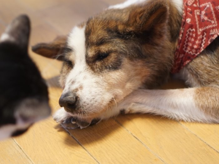 「あなたは河川敷から家に来たのよ」