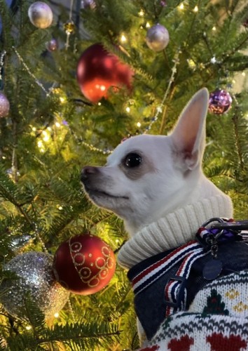 クリスマスにはきれいな飾りの前でこうめの瞳もきらきら！日々の散歩で筋力もついてきました（森廣さん提供）