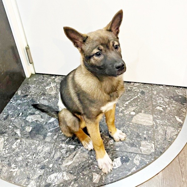 2024年2月、生後4カ月で迎えられた元保護犬のばつ丸くん（画像提供：あやさん）