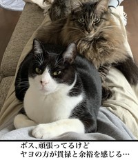 手前側がヤヨで奥がポキ（まんぼう！さん提供）