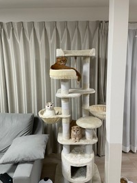 綺麗に縦並びの猫ちゃんず（提供：aちゃん/1m👦🏻さん）