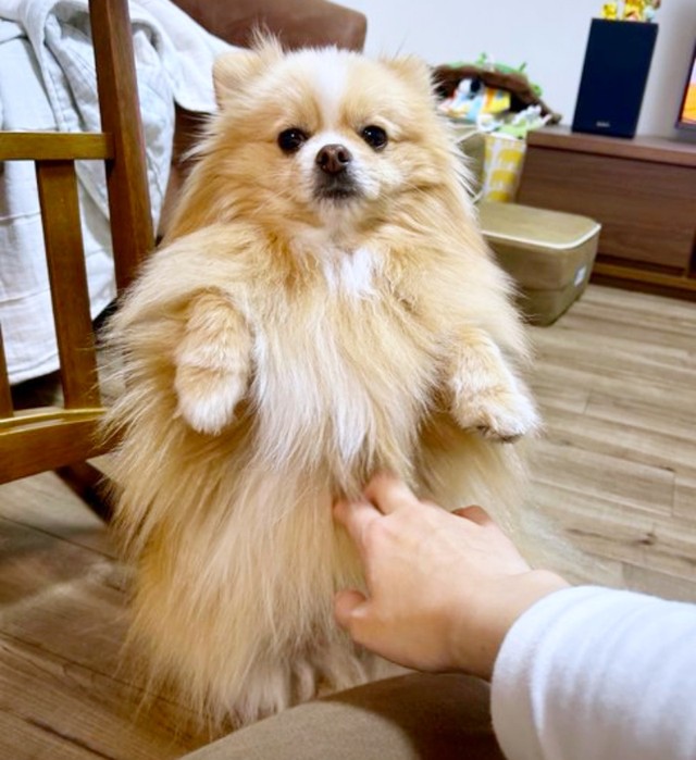 お腹を撫でてもらうのが大好きなピカルディくん（画像提供：ポメのピカルディさん）