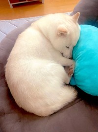 クッションの横で綺麗に丸くなるゆきちゃん（提供：たまgo（白柴ゆき）さん）