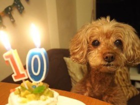 「愛犬がフードを食べてくれない…」　途方に暮れた日々