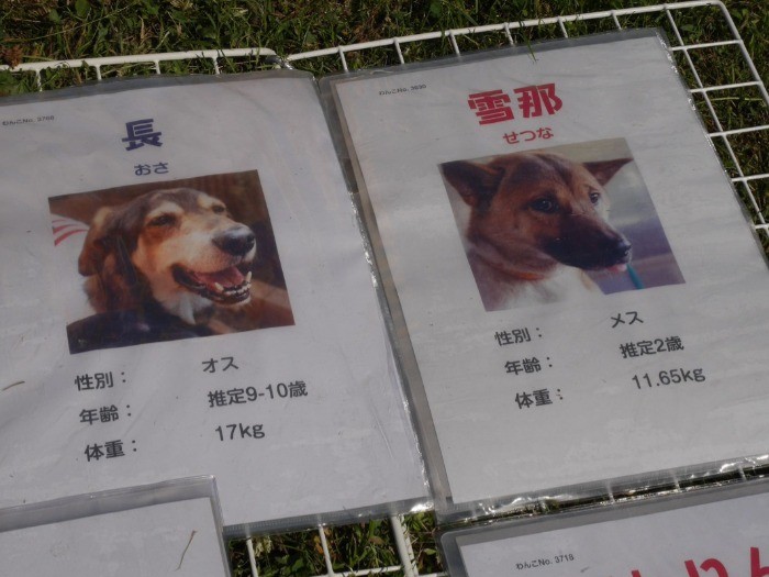 保護犬たちの紹介。年齢が推定となっているのは引き取られる前の過去はわからないから。歯の状態などから年齢を推定します