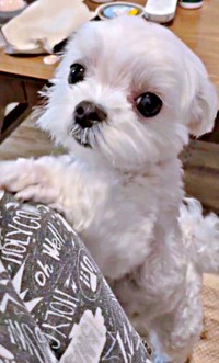 「抱っこして！」 飼い主さんの体をちょいちょいする、るうぼいくん（画像提供：マルチーズのぼい家さん）