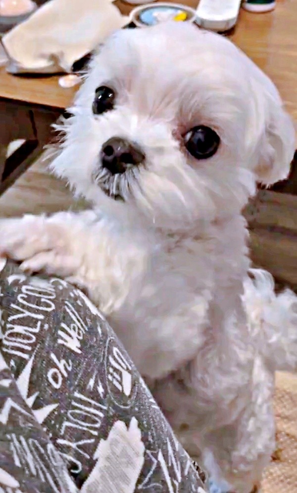 「抱っこして！」 飼い主さんの体をちょいちょいする、るうぼいくん（画像提供：マルチーズのぼい家さん）