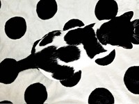 ブランケット上で行方不明！？ 一体化したミアちゃん（画像提供：マグルの猫さん）