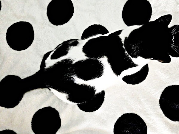 ブランケット上で行方不明！？ 一体化したミアちゃん（画像提供：マグルの猫さん）