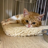 お迎え後、少しずつ家に慣れていったラテちゃん（画像提供：保護猫ラテちゃん）