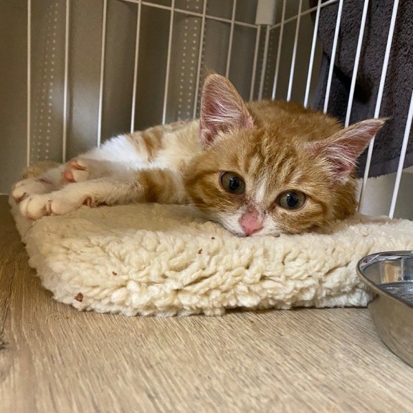 お迎え後、少しずつ家に慣れていったラテちゃん（画像提供：保護猫ラテちゃん）