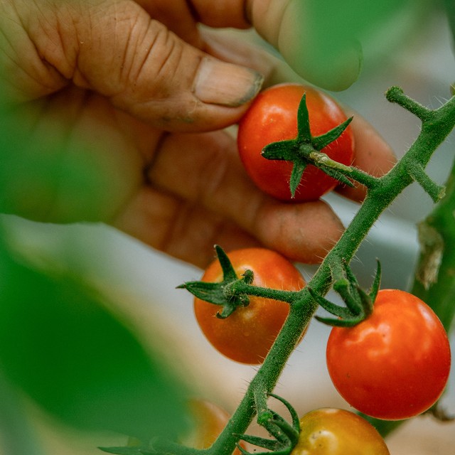 １年中野菜を育てられる高知県でさまざまな野菜を栽培。収穫したら家で食べたり、ご近所さんにお裾分けしたり。良心市（高知県の無人販売の通称）で販売することも（画像提供：KADOKAWA　撮影：竹村麻紀子）
 