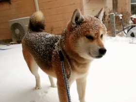 アゲたて？　雪の散歩で揚げパンになっちゃった柴MIX「銀時」