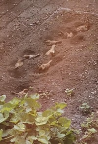 花壇でスズメたちが砂浴びをする様子（さっつーさん提供）