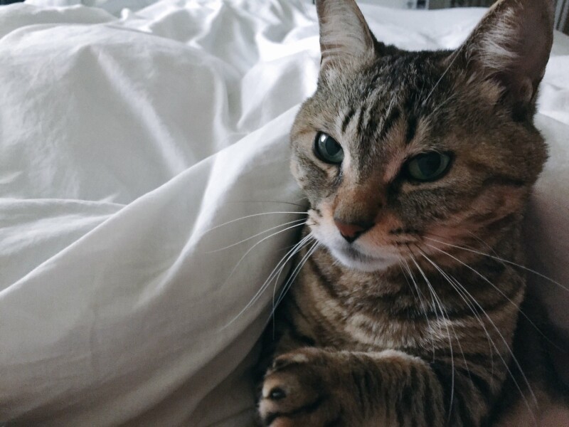 しゅっとイケメンの福多朗くん（明日香さん提供）