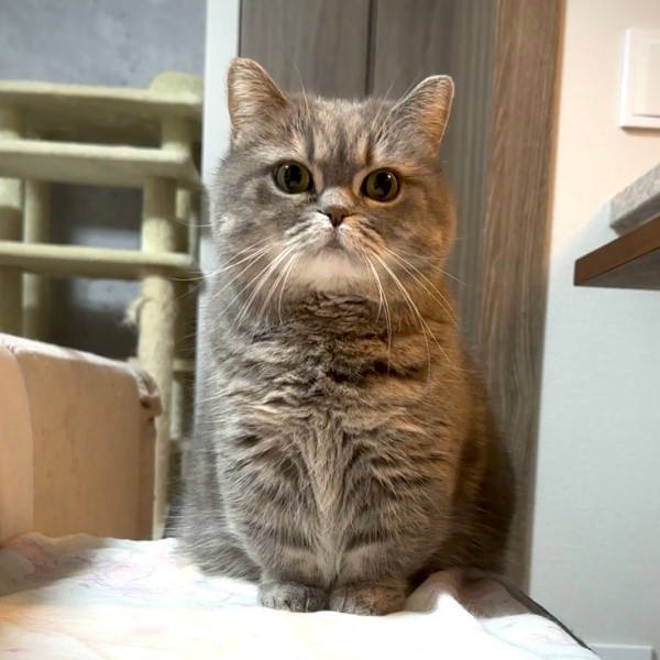 まん丸フォルムが愛らしいひまりちゃん（画像提供：亀ぽまさん）