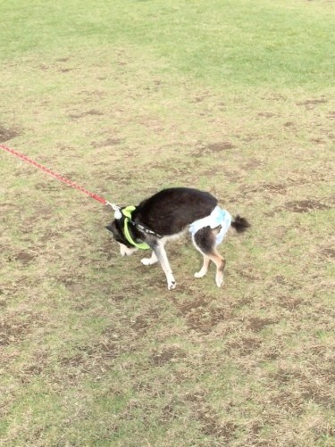 子犬たちと公園へ
