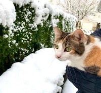 抱っこしてもらって雪の中をお散歩