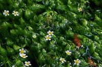 【長野県】名水百選　姫川源流湧水（Hick/stock.adobe.com）