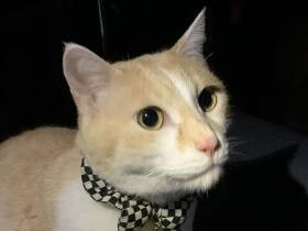 福島原発事故の立入禁止区域で保護した猫の「ゆず」　今は大所帯で幸せいっぱい！